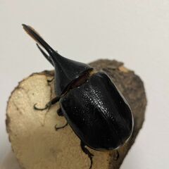 【即ブリード可能】ヘラクレスオオカブト亜種リッキー ♂単品 貴重なWF1（WDからの1代目）エクアドルナポコサンガ産の画像