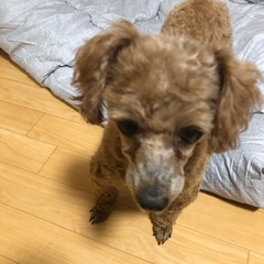 トイプードルの男の子６歳　繁殖救助犬