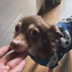 チワワ６歳♀至急！