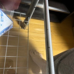 ガラスローテーブルの画像