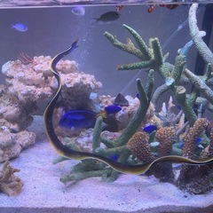 【海水魚:生体】混泳向き！ハナヒゲウツボ(リボンイール) 希少の画像