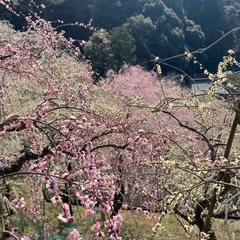 軽バン、ワゴン車オーナーの集まり、オフ会、ドライブ - メンバー募集