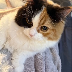 可愛いマンチカンちゃんです