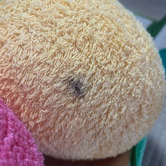 サヤエンドウぬいぐるみ110cmの画像