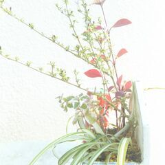 寄せ植えハクチョウゲの画像
