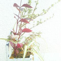 寄せ植えハクチョウゲの画像