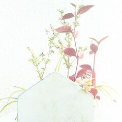 寄せ植えハクチョウゲの画像