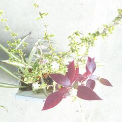 寄せ植えハクチョウゲの画像