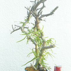 枯れ木にカニクサの画像