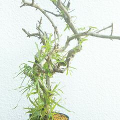 枯れ木にカニクサの画像