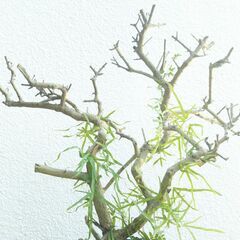 枯れ木にカニクサの画像