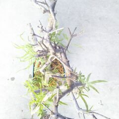 枯れ木にカニクサの画像