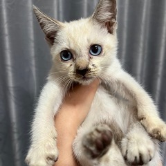⭐︎急募⭐︎子猫