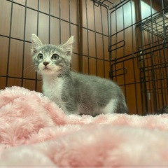 ２ヶ月の女の子🩷るなちゃん🤍 - 猫