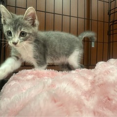 ２ヶ月の女の子🩷るなちゃん🤍 - 熊本市