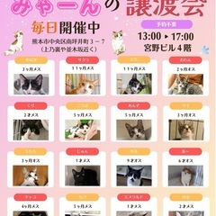 ２ヶ月の女の子🩷るなちゃん🤍 - 里親募集