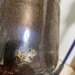 ヘラクレス・リッキーの幼虫の画像