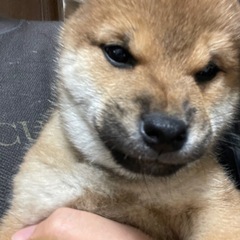 柴犬赤ちゃん　2ヶ月　オス　里親募集