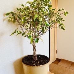 【観葉植物】ベンジャミンの画像