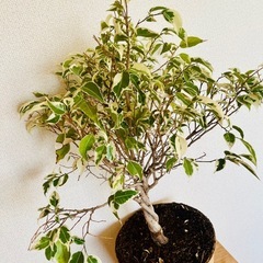 【観葉植物】ベンジャミンの画像