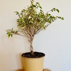 【観葉植物】ベンジャミンの画像