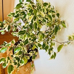 【観葉植物】ベンジャミンの画像