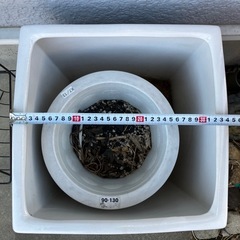 観葉植物の植木鉢の画像