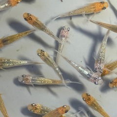 メダカ　コブラ　大量の画像