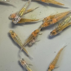 メダカ　コブラ　大量の画像