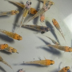 メダカ　コブラ　大量の画像