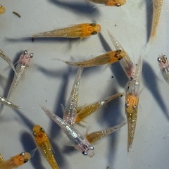 メダカ　コブラ　大量の画像