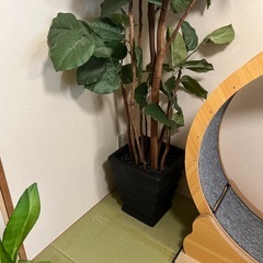 フィカス人工観葉植物 フィカス　 黒鉢　の画像