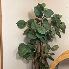 フィカス人工観葉植物 フィカス　 黒鉢　の画像