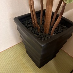 フィカス人工観葉植物 フィカス　 黒鉢　の画像