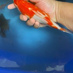 紅白フナ金　20㌢の画像