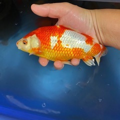 紅白フナ金　20㌢の画像