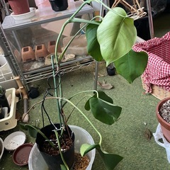 モンステラ　観葉植物　斑入りの画像