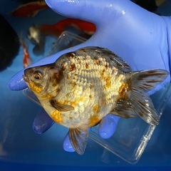 変わり玉サバ　15㌢の画像