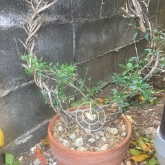 ミニバラとオリーブの画像