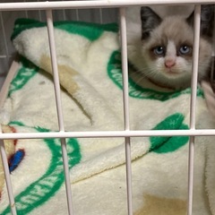 『お話し中です』生後2か月前後の子猫です