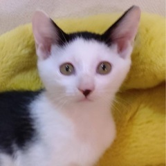 可愛い髪型😆の子猫❤️