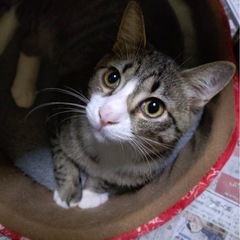 甘えん坊キジシロくん❣️