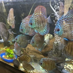 レッドロイヤル　　ディスカス
の画像