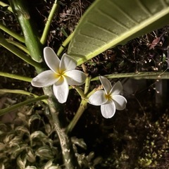 プルメリアの画像