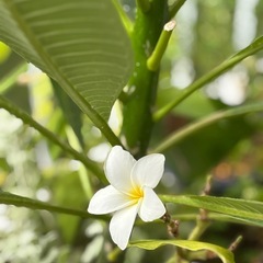 プルメリアの画像