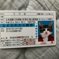 なめ猫 トラ吉免許証  の画像