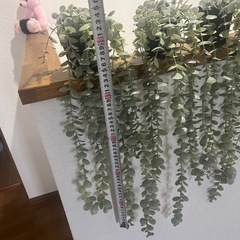 観葉植物　IKEAの画像