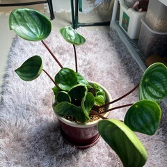 受け渡し予定　観葉植物　ペペロミア　スイカぺぺ