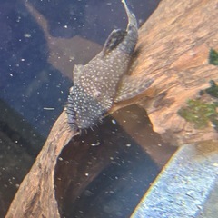 ブッシープレコの画像