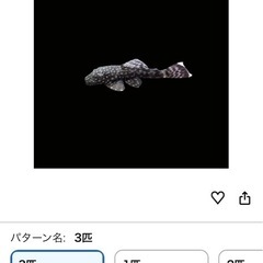 ブッシープレコの画像